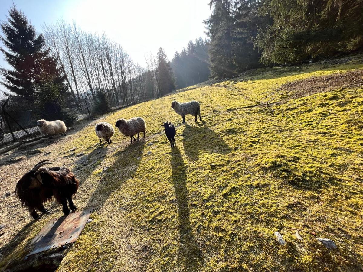 Ferme Des Jonquilles 15P - Billard, Ps4, Salle De Sport Жерарме Екстер'єр фото